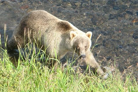 Phoebettmh Travel: (Russia) – Kamchatka – The land of true wilderness