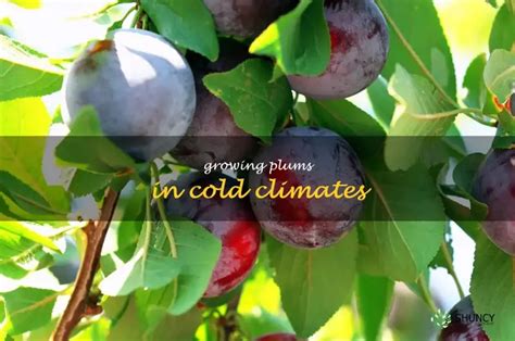 How To Successfully Grow Plums In Cold Climates | ShunCy