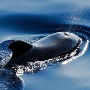 Pilot whales copy killer whales’ sounds to improve survival ...