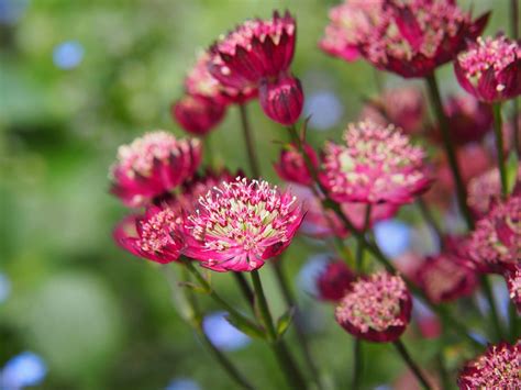 Astrantia's Tale: A Flower Rich in Meaning and Tradition - Petal Republic