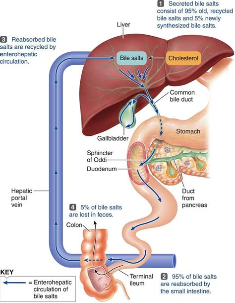 Pin by Jonathan Brammeld on First try | Physiology, Medical knowledge, Human anatomy and physiology