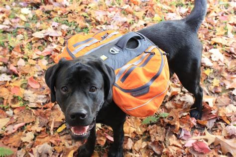 Five Tips - How To Train Your Dog To Wear A Backpack