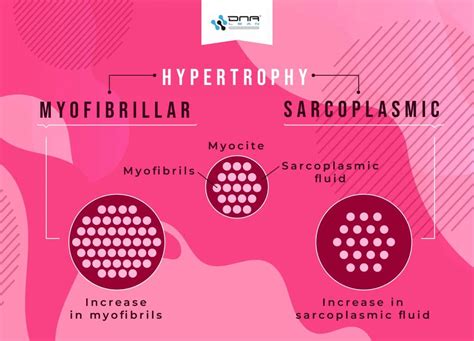 Hypertrophy: What Type of Training Stimulates Muscle Growth?