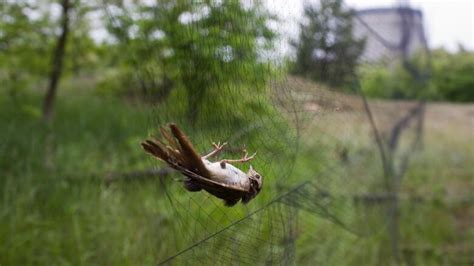 Cataracts, small brains, and DNA damage — Chernobyl's wildlife 33 years ...