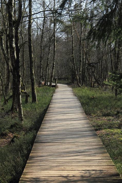 Wooden footbridge stock photo. Image of park, natural - 63512132