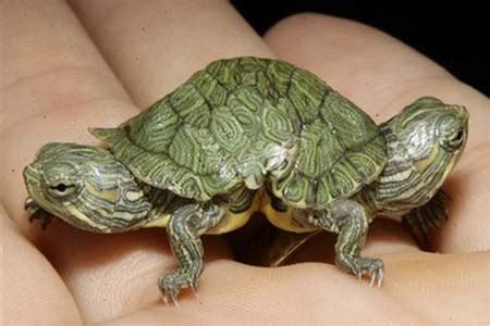 Pet Turtle Care: Basic Baby Turtle Care | Pet Turtle Care