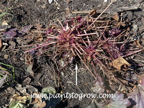 frost heaving | Plants To Grow Plants Database by Paul S. Drobot