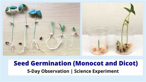 5-Day Observation of Monocot and Dicot Seeds | Seed Germination ...