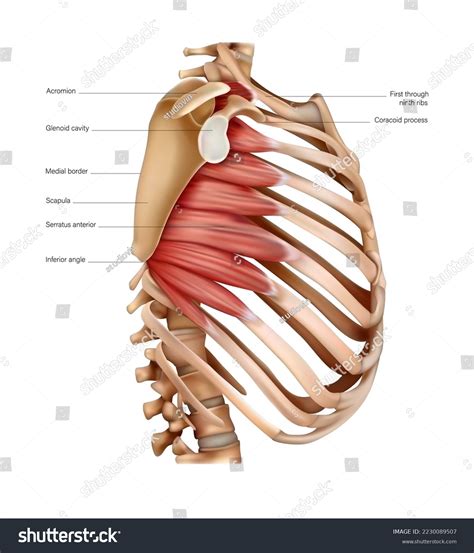 Anatomy Structure Muscles Body On Ribs Stock Vector (Royalty Free ...