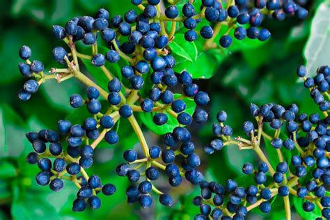 Arrowwood Viburnum: Plant Care & Growing Guide