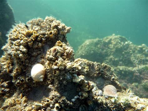 feeding barnacles | Marine life, Marine, Barnacles