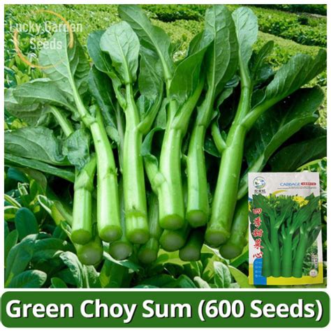 High Yield Chinese Flowering Cabbage Vegetable Seed (600 Seeds) Biji Benih Sawi Hijau Green Choy ...