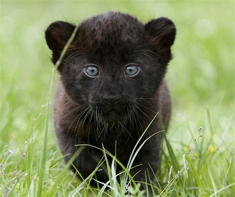 Time for our close-up: The astonishing blue-eyed gaze of the twin ...