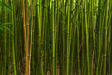 Hana Bamboo - Maui Hawaii | Clint Losee Photography