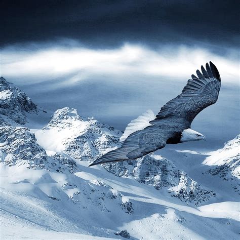 Beautiful eagle fly over the white mountains Wallpaper Download 2524x2524