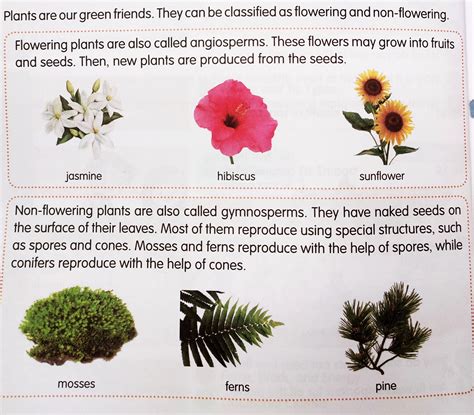 Grade 4 EVS Ch 8- Flower and its types