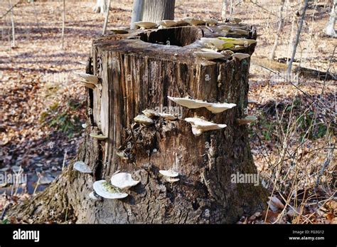 Mushrooms Growing On Tree Stump In Forest Stock Photo - Alamy