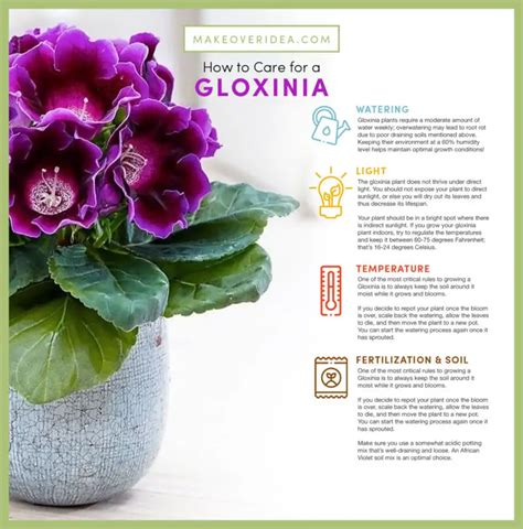 Grow and Care for Gloxinia Flowers: The Complete Guide