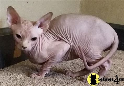 Sphynx Kitten for Sale: SPHYNX pink 5 Yrs and 11 Mths old