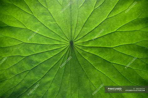 Close-up view of fresh green Lotus leaf texture — east asia, season - Stock Photo | #266530244