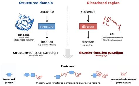 Intrinsically Disordered Proteins' Properties | Free Essay Example