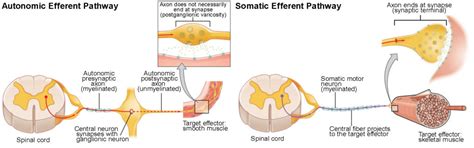 Somatic nervous system effector organs - botserre