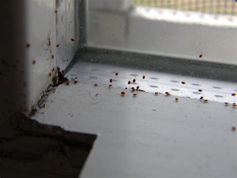 Tiny Red Spiders? Controlling clover mites in Utah — Salt Lake Pest Control