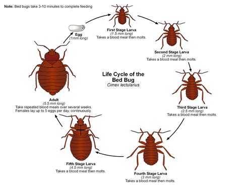 Cockroach: A Life Cycle Of A Cockroach