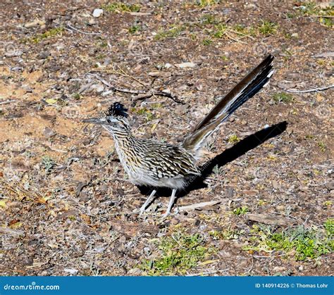 Greater Roadrunner the New Mexico State Bird Stock Photo - Image of roadrunner, aviar: 140914226