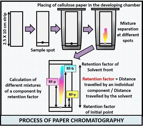 Paper Chromatography Diagram