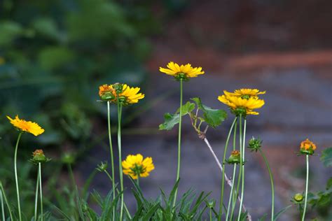 Bright Yellow Daisies Free Stock Photo - Public Domain Pictures