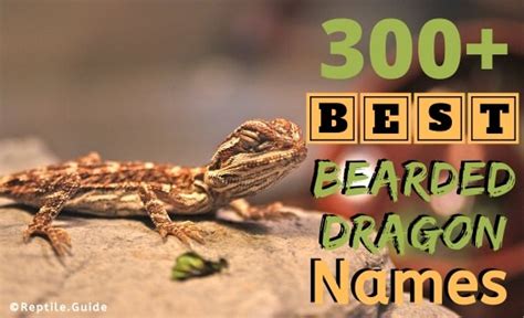 300+ Good Bearded Dragon Names For Male & Female Beardies