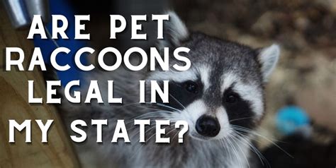 Are Pet Raccoons Legal in my State? - Exotic Pet Wonderland