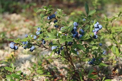 Wild Blueberry Bush Free Stock Photo - Public Domain Pictures