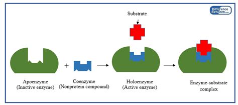 Difference Between Prosthetic Group and Coenzyme | Prosthetic Group vs ...