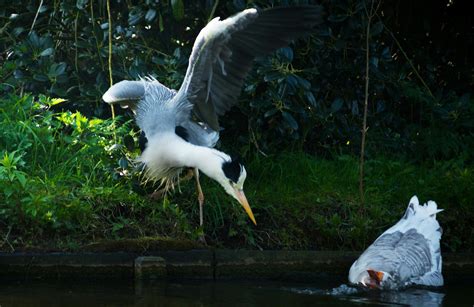 Two Great Blue Herons Flying Above the Body of Water · Free Stock Photo