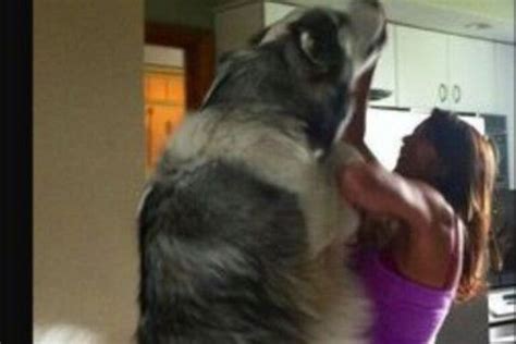 Husky Tibetan Mastiff Mix: 3 Reasons Why They Are Good & Bad