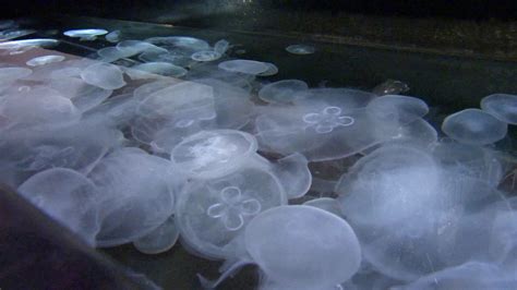 Aquarium of the Pacific in Long Beach unveils new sea jellies exhibit - ABC7 Los Angeles