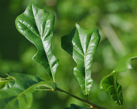 Quercus nigra | Landscape Plants | Oregon State University