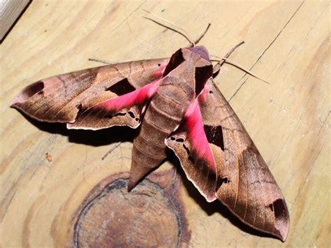 Achemon Sphinx Moth: Identification, Life Cycle, Facts & Pictures