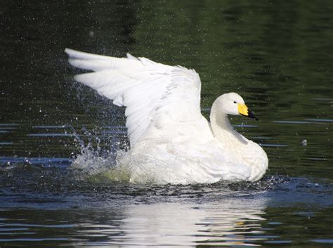 Outdoor Illinois Journal: Understanding the Impacts of Invasive Mute Swan Populations in Illinois