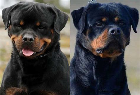 German Rottweiler For Sale In Washington King Rottweilers | Dog Breeds ...