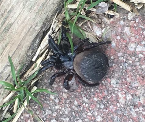 Cyclocosmia truncata (Ravine Trapdoor Spider) in Columbia, Tennessee United States