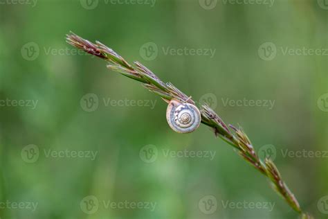 Antenna snail close up portrait on a spike 12013054 Stock Photo at Vecteezy