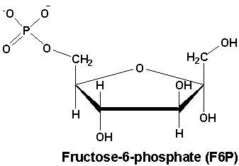 TJ. Fructose 6-phosphate (also known as the Neuberg ester) is fructose sugar phosphorylated on ...