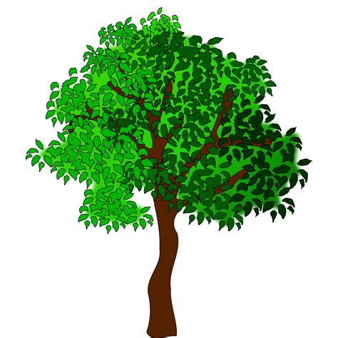 Clipart trees narra, Clipart trees narra Transparent FREE for download on WebStockReview 2023