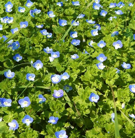 I love these little blue wildflowers (bird's eye speedwell flower). Probably most consider it a ...