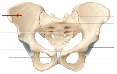 Anatomy Chapter 7 Pelvic Girdle Diagram | Quizlet