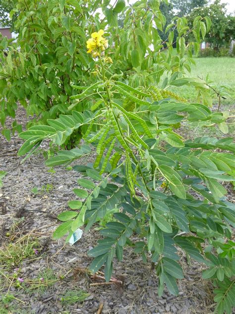 Garden of Aaron: Wild Senna and the Hidden Cat