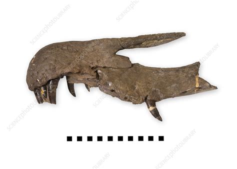 Baryonyx dinosaur snout fossil - Stock Image - C010/0001 - Science ...